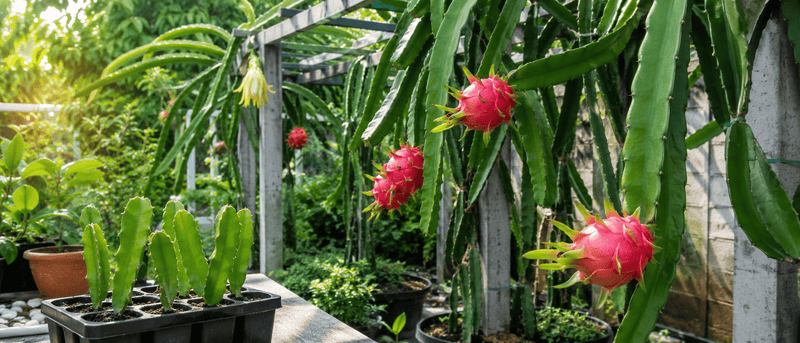 Dragon Fruit Seeds Growing Guide: How to Grow Selenicereus undatus from Seed