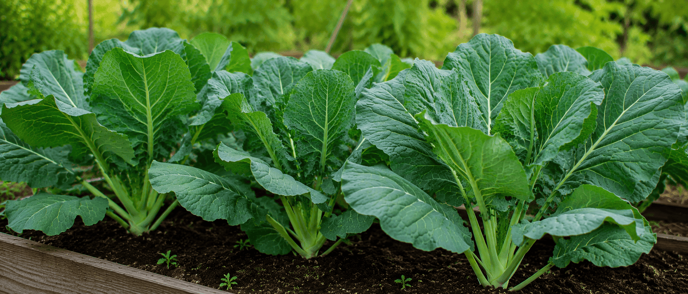 Growing Collard Greens from Seeds: A Complete Guide