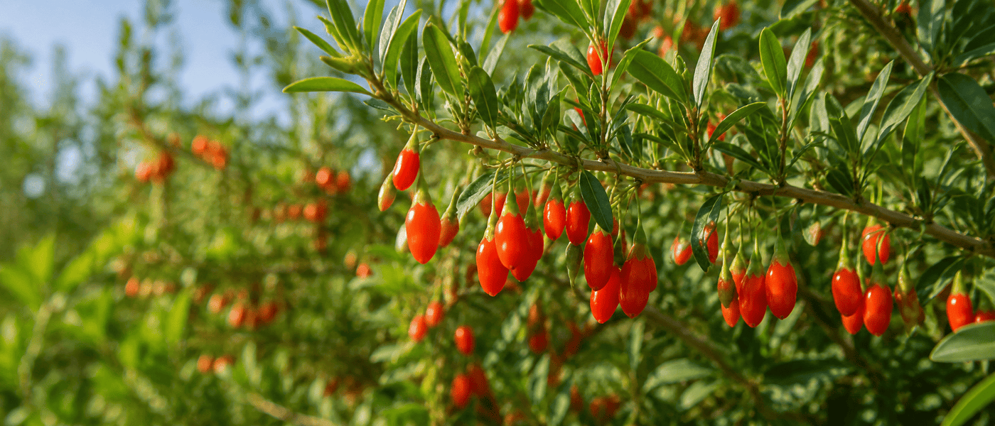 Growing Goji Berries from Seeds: A Complete Guide