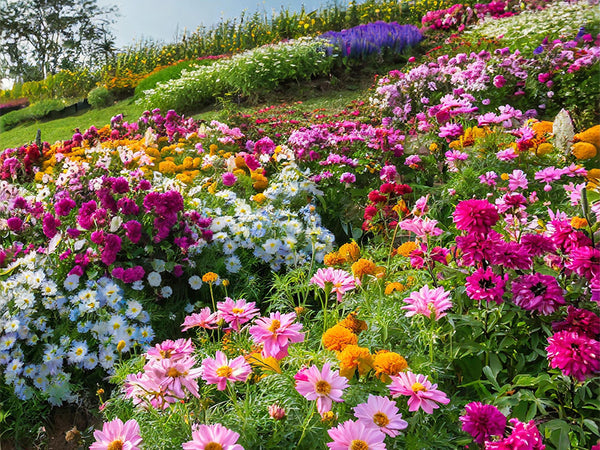 Flower Seeds