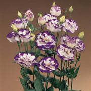 Lisianthus Seeds – Eustoma grandiflorum