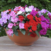Impatiens Seeds – Impatiens walleriana