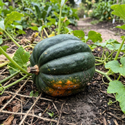 Acorn Squash Seeds – Cucurbita pepo