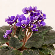 African Violet Seeds – Saintpaulia ionantha