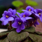 African Violet Seeds – Saintpaulia ionantha