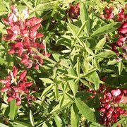 Bluebonnet Seeds – Lupinus texensis