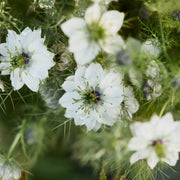 Love In A Mist Seeds – Nigella damascena