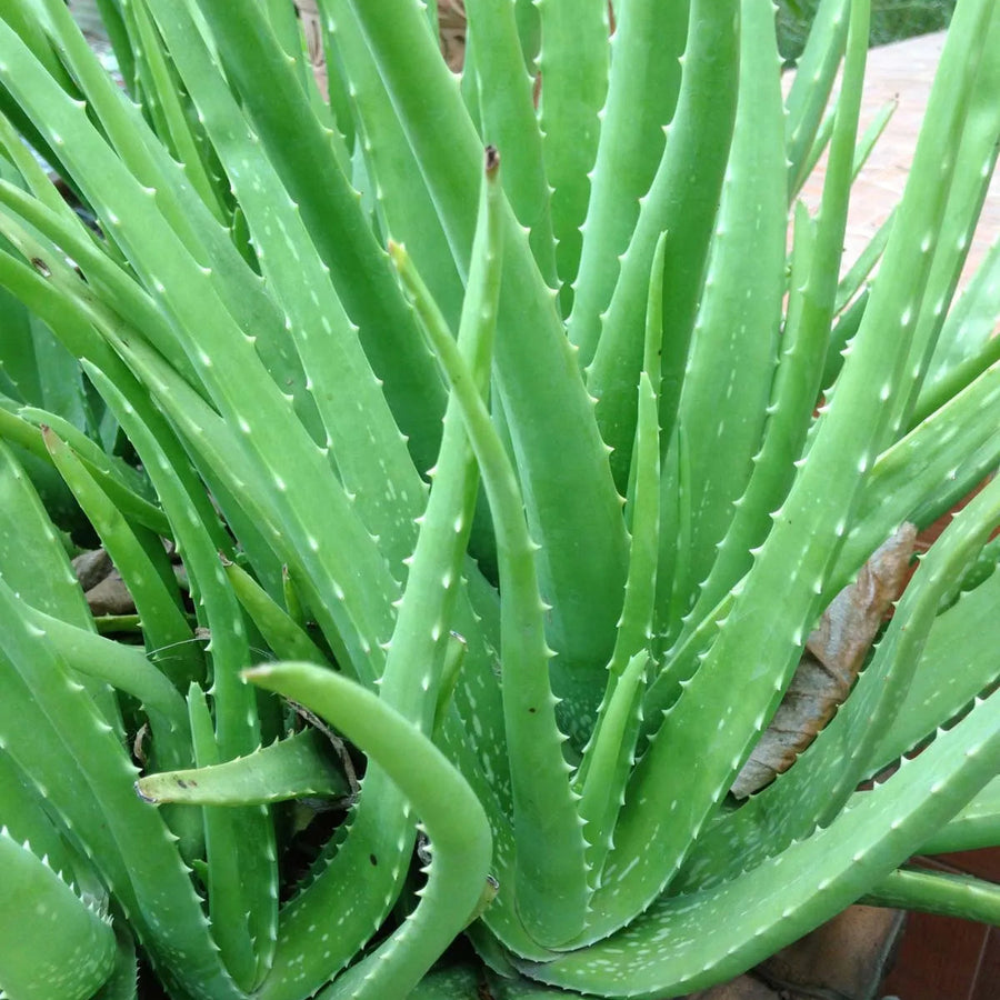 Aloe Vera Seeds – Aloe barbadensis miller