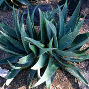 Aloe Vera Seeds – Aloe barbadensis miller