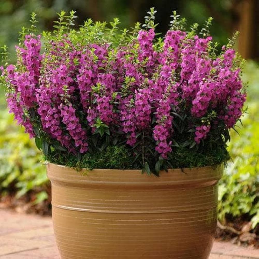 Angelonia Seeds – Angelonia angustifolia