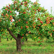 Apple Tree Seeds – Malus domestica
