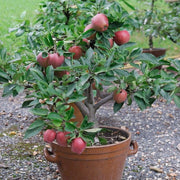 Apple Tree Seeds – Malus domestica