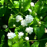 Jasmine Seeds – Jasminum spp.