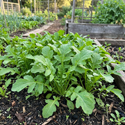 Arugula Seeds – Eruca vesicaria