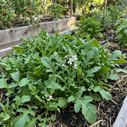 Arugula Seeds – Eruca vesicaria