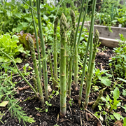 Asparagus Seeds – Asparagus officinalis