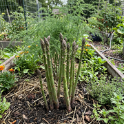 Asparagus Seeds – Asparagus officinalis