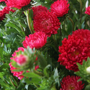 Michaelmas Daisy Seeds, Aster amellus Flower Seeds