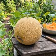 Cantaloupe Seeds – Cucumis melo