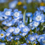 Baby Blue Eyes Seeds, Nemophila menziesii Flower Seeds