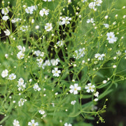Gypsophila Seeds – Gypsophila elegans