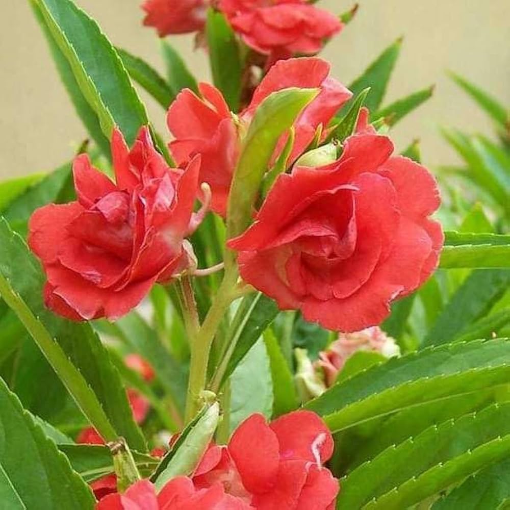 Balsam Flower Seeds, Impatiens balsamina Flower Seeds