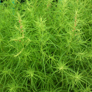 Kochia Burning Bush Seeds, Bassia scoparia Flower Seeds