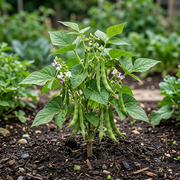 Bean Seeds – Phaseolus vulgaris