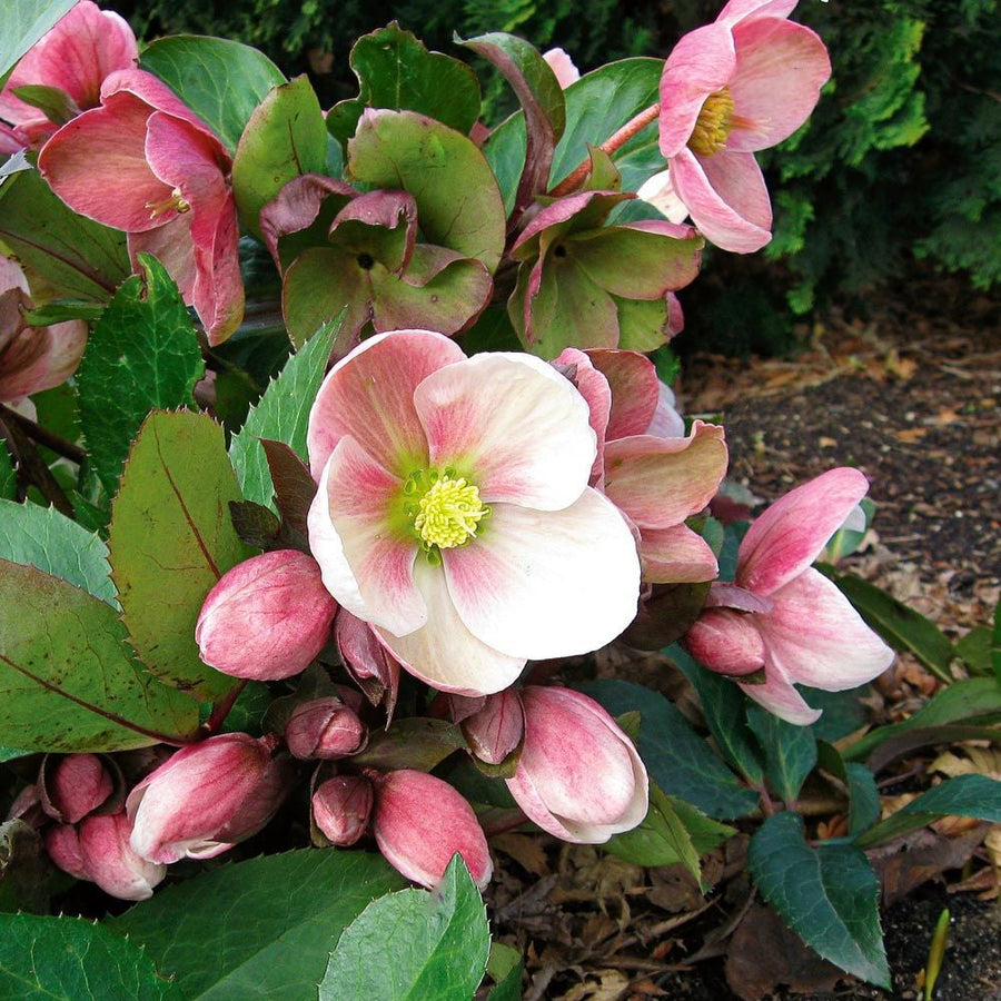 Begonia Seeds – Begonia spp.