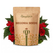 Begonia Seeds – Begonia semperflorens