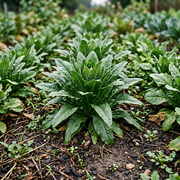 Chicory Seeds – Cichorium intybus