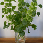 Bells of Ireland Seeds – Moluccella laevis