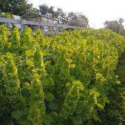 Bells of Ireland Seeds – Moluccella laevis