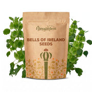 Bells of Ireland Seeds – Moluccella laevis
