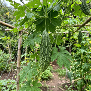 Gourd Seeds – Cucurbita spp.