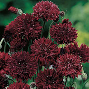 Cornflower Seeds – Centaurea cyanus
