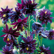 Columbine Flower Seeds – Aquilegia vulgaris