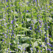 Chia Seeds – Salvia hispanica