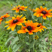 Black Eyed Susan Seeds – Rudbeckia hirta