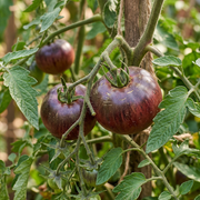 Tomato Seeds – Solanum lycopersicum