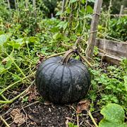 Pumpkin Seeds – Cucurbita pepo