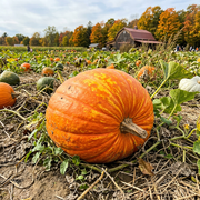 Pumpkin Seeds – Cucurbita pepo
