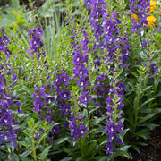 Angelonia Seeds – Angelonia angustifolia