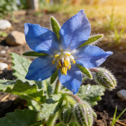 Borage Seeds – Borago officinalis