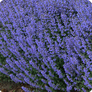 Catmint Seeds – Nepeta spp.