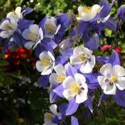 Columbine Flower Seeds – Aquilegia vulgaris