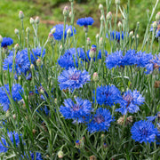 Cornflower Seeds – Centaurea cyanus