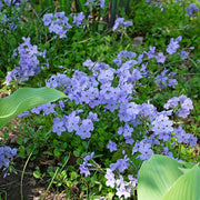 Creeping Phlox Seeds – Phlox subulata