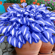 Hosta Seeds – Hosta spp.