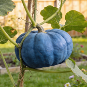 Winter Squash Seeds – Cucurbita maxima